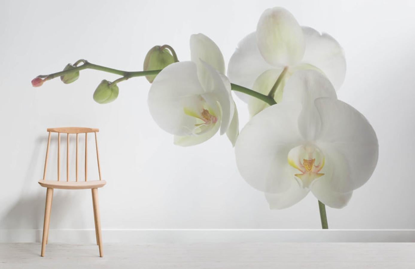 La delicadeza de estas orquídeas blancas aportará serenidad a la estancia y nos encanta, por ejemplo, para la pared principal de tu dormitorio.