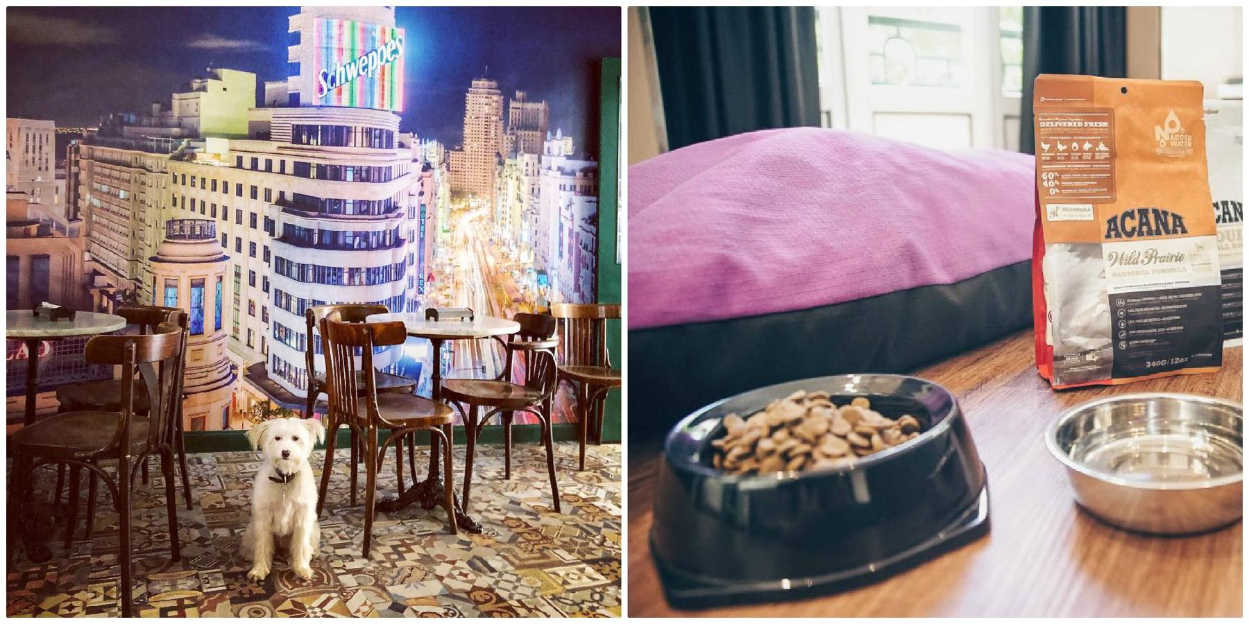 Las calles y los parques de Madrid esperan a tu mascota con los brazos abiertos, y los rincones de la ciudad se convierten en el mejor escenario para vuestros paseos. Además, desde 2016, tu perro también puede viajar en el Metro (uno por pasajero, con bozal y correa, y siempre en el último vagón del tren).Dónde alojarte: en alguno de los hoteles de la cadena Petit Palace, que cuentan con habitaciones acondicionadas con cama y platito para los perros, siempre que no superen los 15 kilos.