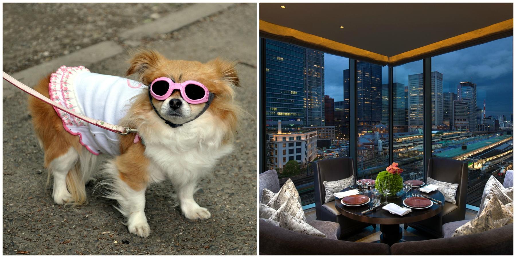 Tokio es fabuloso si vas de viaje con tu amigo perruno, ya que cuenta con tiendas de moda que ofrecen accesorios de lujo para perros, chuches deliciosas e incluso tratamientos de belleza. Esta ciudad tan amante de los animales también alberga cafeterías y restaurantes con menús tanto para humanos como para perros. Después de comer, date un paseo por el parque Yoyogi y disfruta de las fuentes y de los árboles en flor Dónde alojarse: Four Seasons Hotel Tokyo at Marunouchi admite gatos y perros de hasta 7 kilos, pero con un coste adicional que debe consultarse directamente con el hotel.