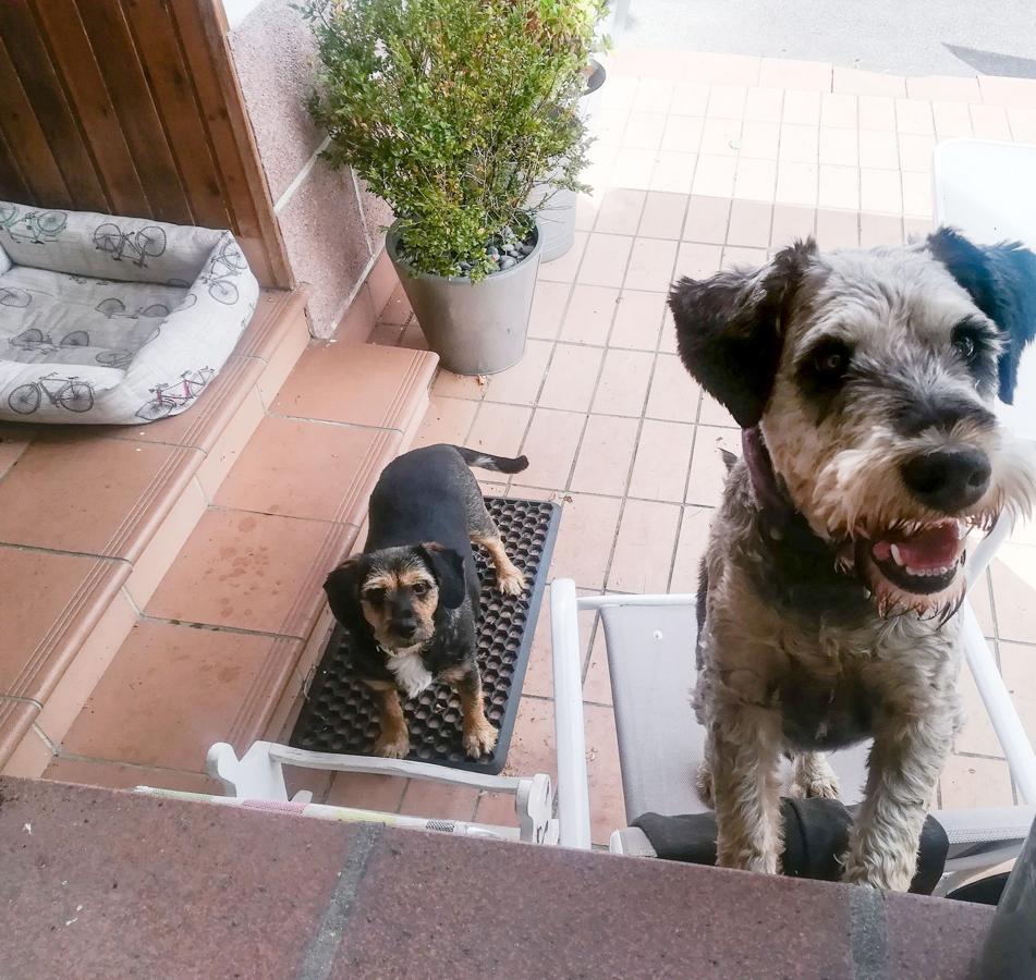 Fotos: Celebramos el Día Mundial de los Animales con las mascotas de la redacción