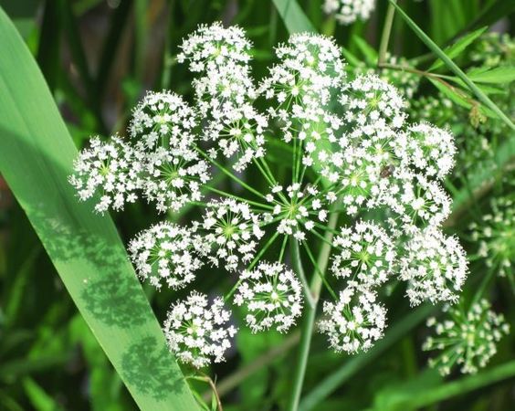 Dong quai (Angelica sinensis): Angelica Sinensis es una planta de origen oriental que ayuda a fortalecer el útero y el flujo sanguíneo hacia los órganos reproductivos. Solo debe consumirse desde el primer día del periodo hasta el inicio de la ovulación porque puede provocar contracciones uterinas.