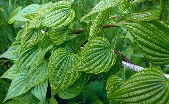Ñame silvestre (Dioscorea villosa): El Ñame silvestre es una de las principales plantas que se destinan a sintetizar hormonas sexuales. Tiene también efecto afrodisíaco y se emplea para solucionar la sequedad vaginal de las mujeres, los calambres menstruales y aumentar la energía y el deseo sexual.