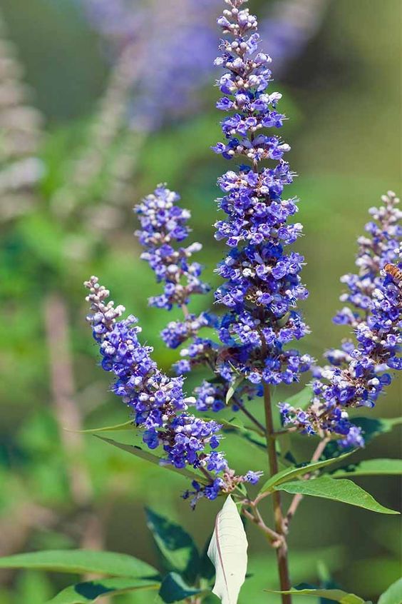 Sauzgatillo (Vitex agnus castus): Esta planta conocida como Sauzgatillo o Vitex, se emplea para tratar el síndrome premenstrual, la menopausia pero también los problemas de fertilidad. Debe tomarse al menos durante tres meses.