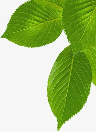 Té verde (Camellia Sinensis): El famoso  té verde tiene tantos beneficios  que está incluido en nuestra lista de plantas/alimentos más beneficiosos para nuestra salud. En el caso de la fertilidad, al ser antioxidante, ayuda a las mujeres a producir óvulos sanos y en los hombres esperma.
