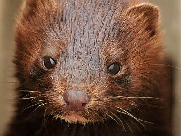 El visón de cuyo pelo salen las carísimas extensiones de pestañas naturales.