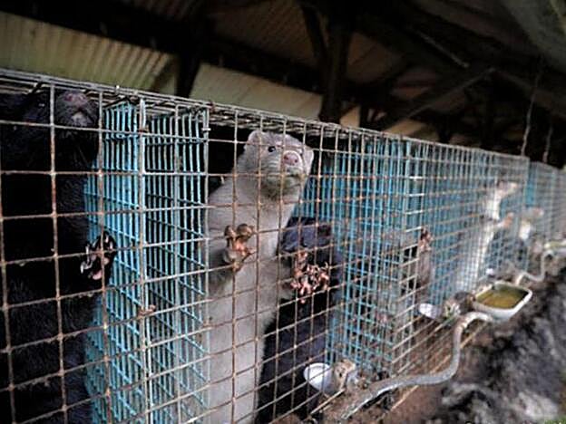 Así son las granjas de visones en Estados Unidos.