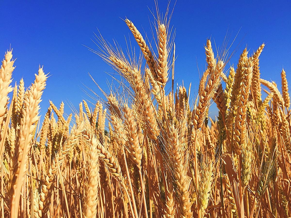 Es uno de los cereales con menor índice glucémico.