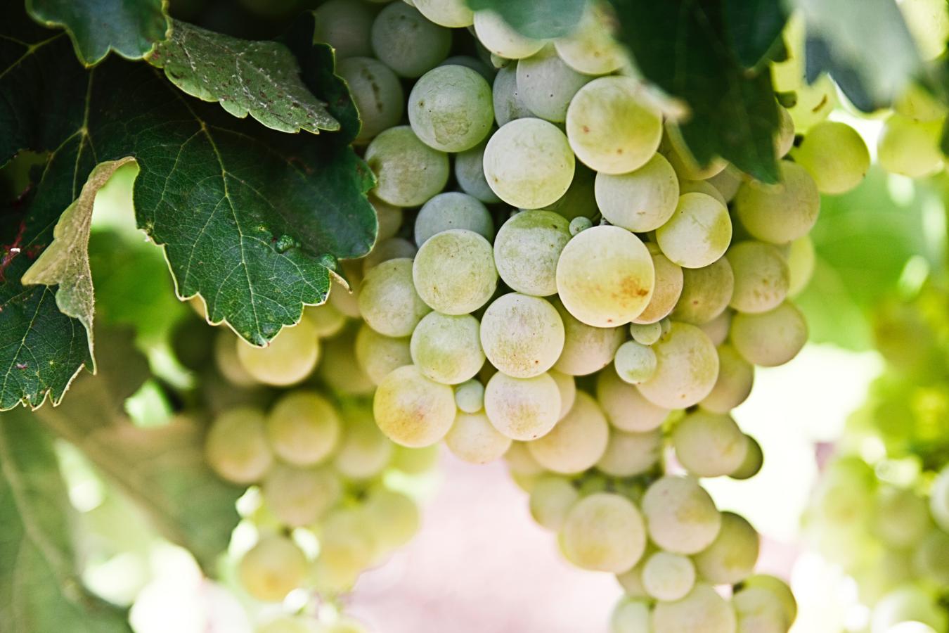 Las uvas, y especialmente en su versión uvas pasas, son la fruta con más azúcar: por cada 100 g de uvas consumes 16 g de azúcar. Aun así, sus beneficios son excelentes como que protegen contra el cáncer, regulan los intestinos y nos proporcionan energía.