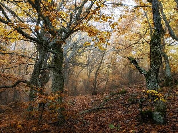 El Hayedo de la Pedrosa también se conoce como el Hayedo de Riaza