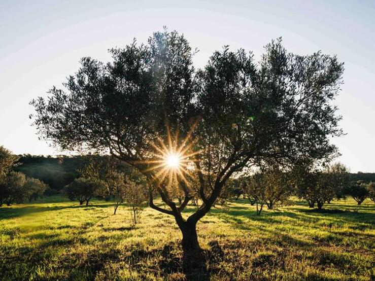 Fotos: La última aventura de Chanel que vas a querer vivir no es un bolso: es una bodega y unos viñedos maravillosos