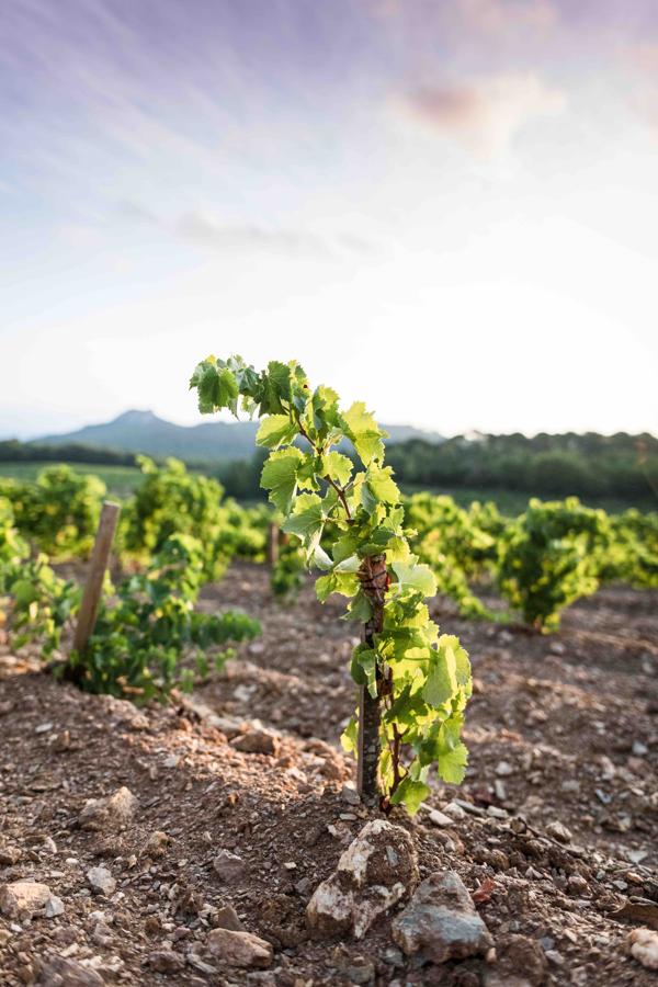 La primera cosecha de Domaine de l’Ile que presenta este año Chanel, la de 2019, está compuesta por un vino blanco y otro rosado que son, además 100% orgánicos.
