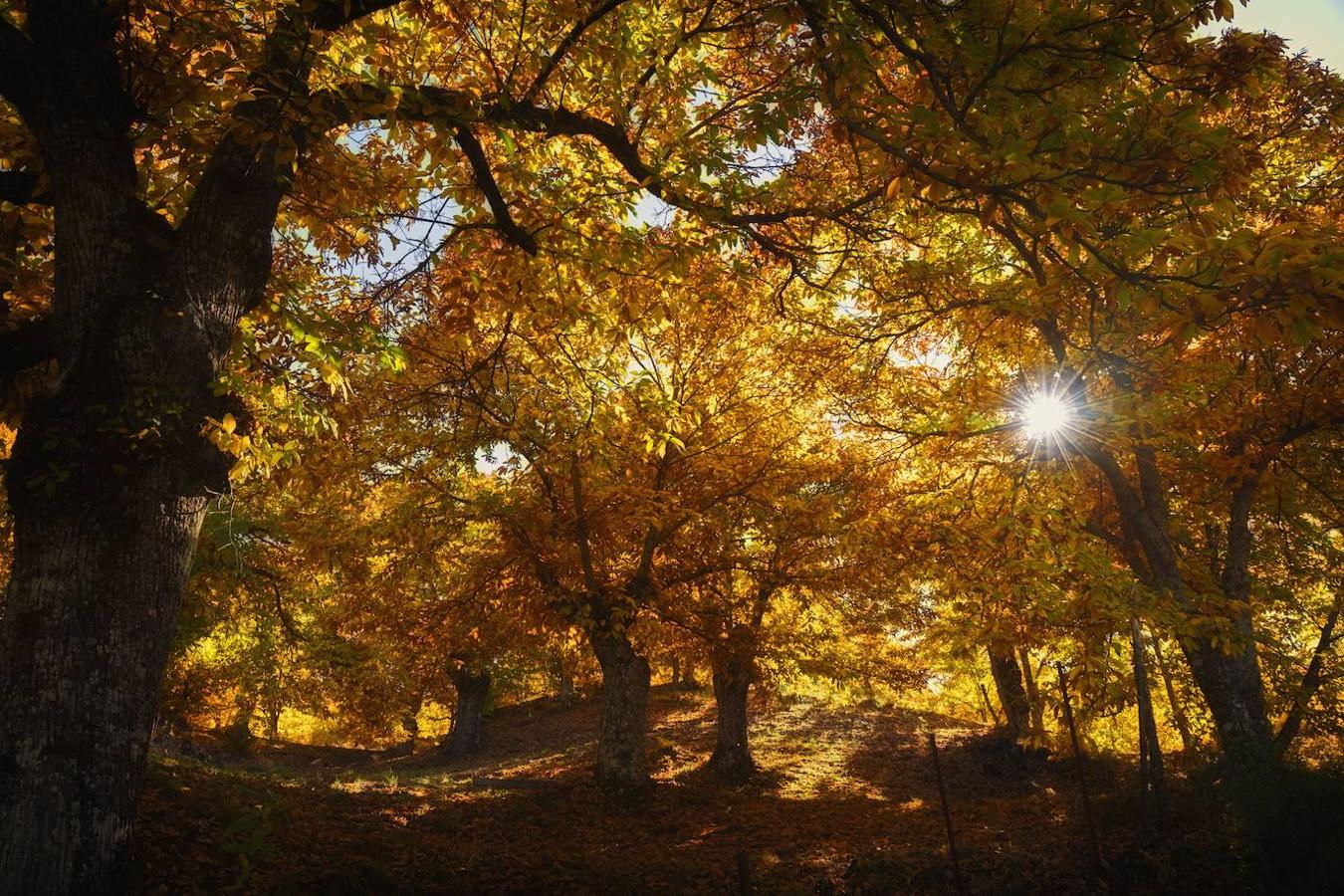 ¿De dónde viene el evocador nombre de este bosque situado en el interior de Málaga? En noviembre y diciembre, los castaños que pueblan el Valle del Genal, en la Serranía de Ronda, se encienden de mil tonos dorados antes de perder sus hojas. Hay varias rutas cercanas a los pueblos de Pujerra o Igualeja para contemplar este espectáculo en todo su esplendor.