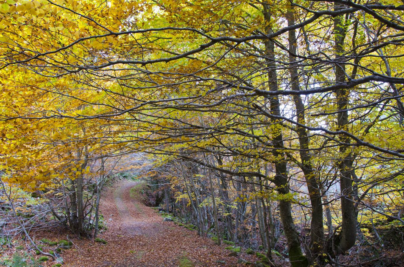 La Sierra de la Demanda ofrece tal variedad de paisajes que la memoria de tu móvil no alcanzará para fotografiarlos todos: desde picos de más de 2.000 metros a profundos bosques. Uno de los recorridos más visitados de la zona es la Vía Verde de la Sierra de la Demanda y sus alrededores. Este antiguo trazado ferroviario de 54 kilómetros, que sirvió para alimentar de hulla los Altos Hornos de Bilbaio, atraviesa maravillosos pinares y hayedos que en otoño se pintan de mil colores.