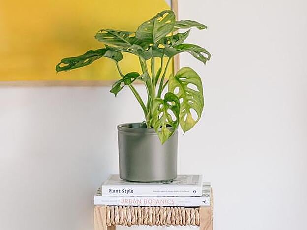 Una costilla de Adán tamaño mini es lo que necesitas al lado de tu ordenador.