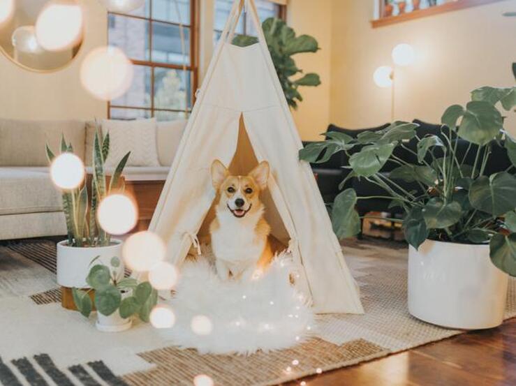 Fotos: Navidad 2020: no te pierdas estos regalos para tu mascota