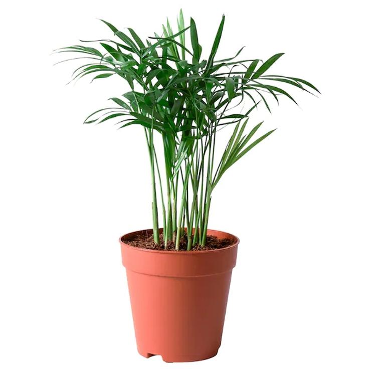 El color verde está de moda, y nada mejor que añadirlo con plantas. Las plantas aportan buena energía, calma y bienestar. Esta palmera se vende en Ikea y cuesta tan solo 1,50 euros.