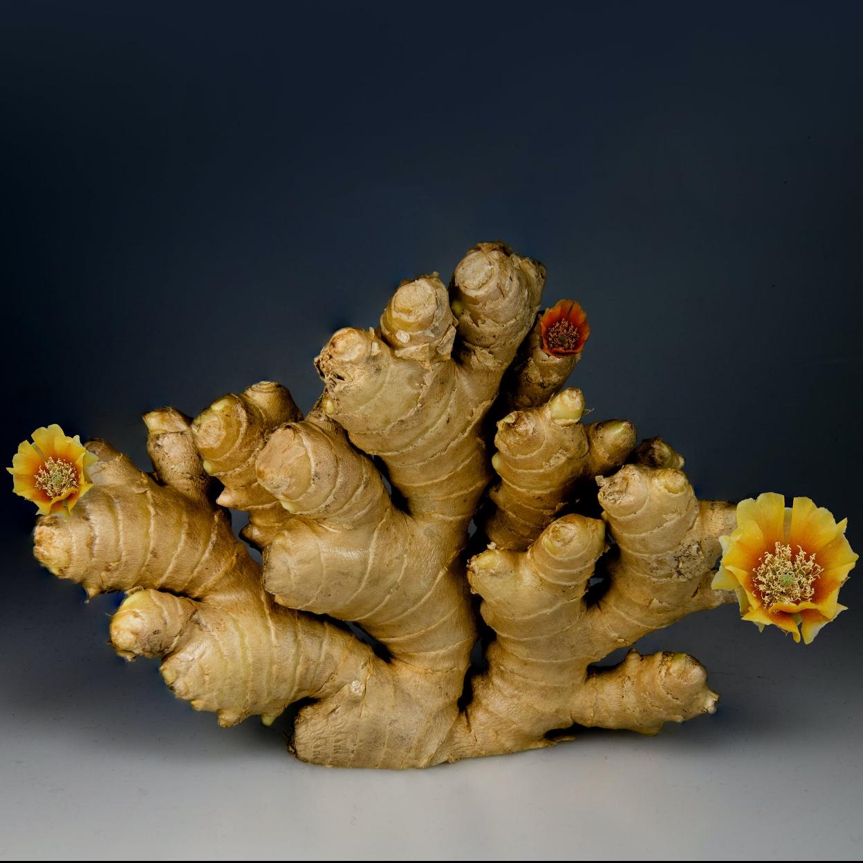 Pincha para ver los 10 superalimentos imprescindibles para tu dieta.