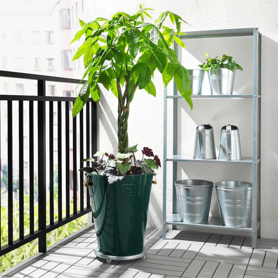 Con 27 centímetros de altura, esta planta tiene un precio de 30 euros.