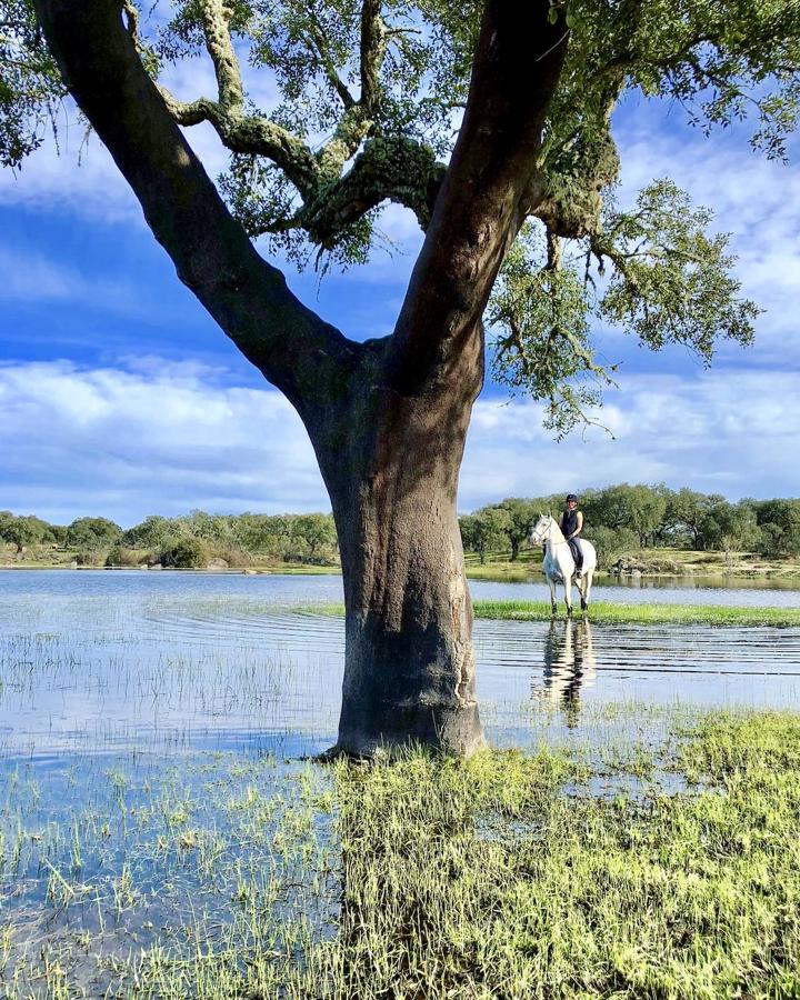 A 30 km de la villa de Évora, el Monte Velho Equo Resort es el hotel perfecto para los amantes de la equitación, puesto que allí está una de las más prestigiosas yeguadas de cría de caballos lusitanos. Además de disfrutar de rutas a caballo, en bicicleta o paseos en canoa, puedes iniciarte en el arte ecuestre con clases de doma adaptadas a todos los niveles. Además de nueve habitaciones, tiene gimnasio, sauna, jacuzzi y sala de masajes. Habitación doble, desde 190 €. (montevelho.pt).