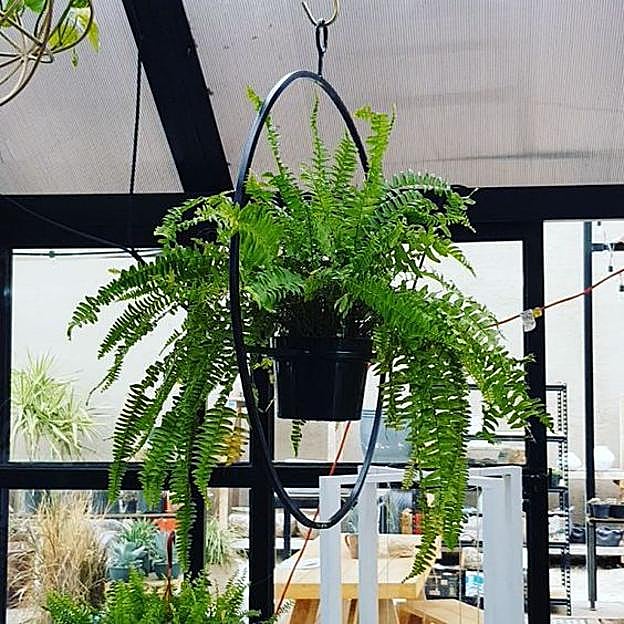 Imagen principal - Las plantas de interior más fáciles de cuidar con las que decorar toda tu casa en invierno (incluso si tiene poca luz)