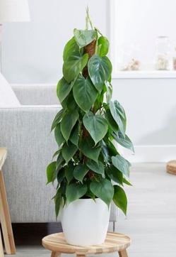 Imagen secundaria 2 - Las plantas de interior más fáciles de cuidar con las que decorar toda tu casa en invierno (incluso si tiene poca luz)