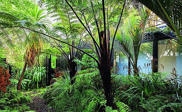 Mamaku, en Auckland (Nueva Zelanda). Más que zonas verdes, las urbes comienzan a preferir la llegada de especies invasoras.