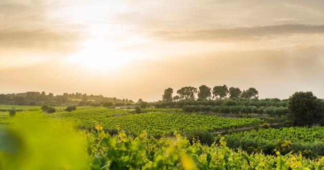 Tras el éxito de la primera edición, con más de 2.500 asistentes, el Festival Gastronómico  CORPINNAT  afronta su segunda edición con cincuenta cenas programadas en espacios singulares de las bodegas del Penedés y a cargo de cocineros y cocineras reconocidos. Todos ellos están dispuestos a sorprender con sus propuestas gastronómicas que maridan a la perfección con vinos espumosos de larga crianza. Una buena forma de descubrir las joyas culinarias de nuestro país desde una zona que es una referencia ineludible en el universo de la enología. 