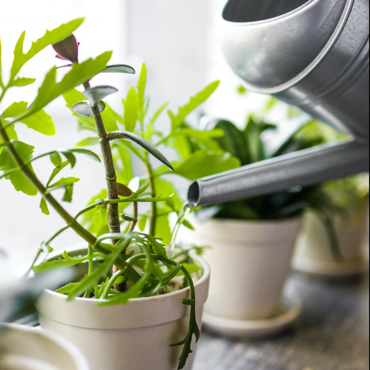 Las plantas siempre suman en la decoración de un espacio por aportar paz, tranquilidad y serenidad.