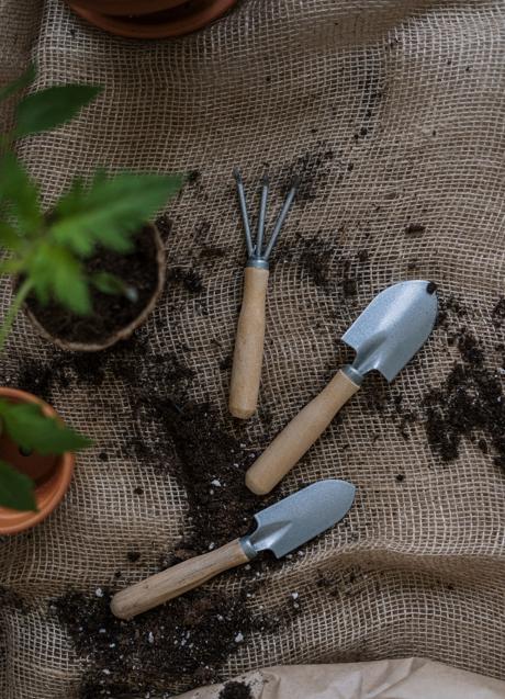 Imagen - El macetero es muy importante para que la planta pueda crecer y respirar.