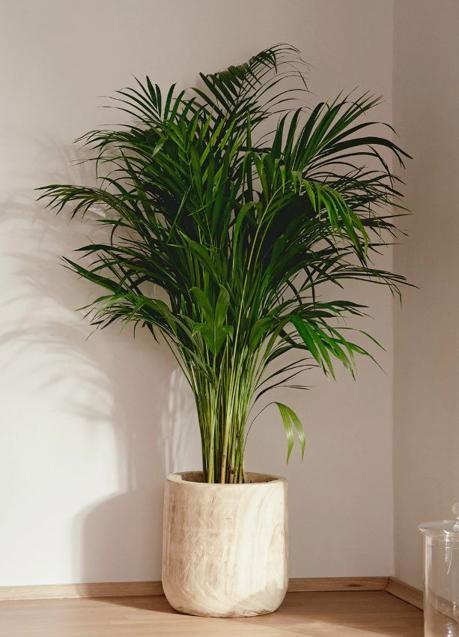 Imagen - Areca es una planta muy imponente y resolutiva para darle un toque decorativo a toda habitación.