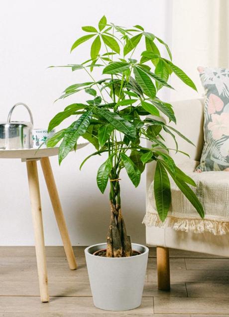 Imagen - Pachira es una planta de interior grande muy decorativo y colorida al tener flores.