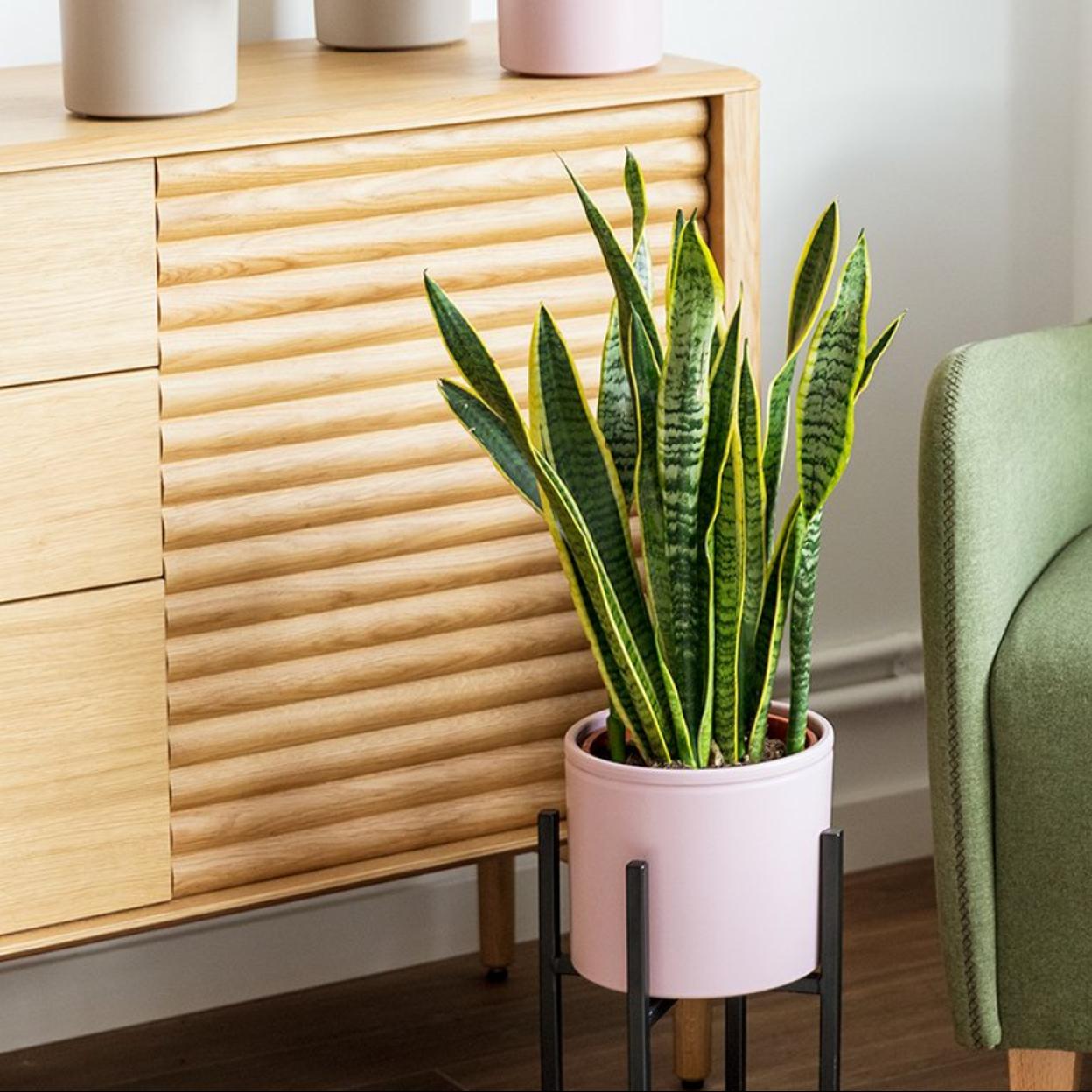 Las plantas grandes de interior son perfectas para sumar elegancia a cualquier rincón.