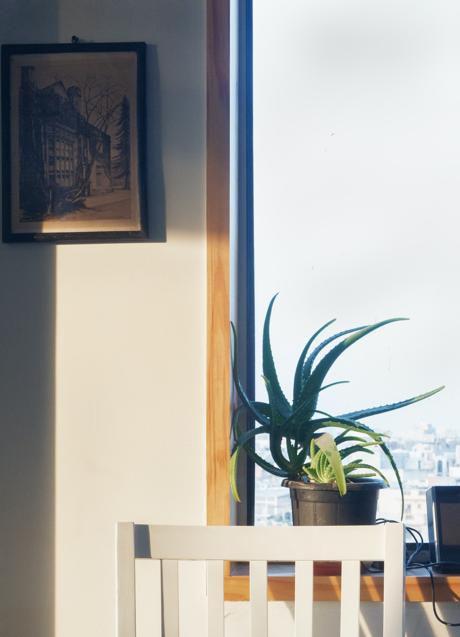 Imagen - El aloe vera es una planta decorativa con grandes beneficios para la salud/UNSPLASH