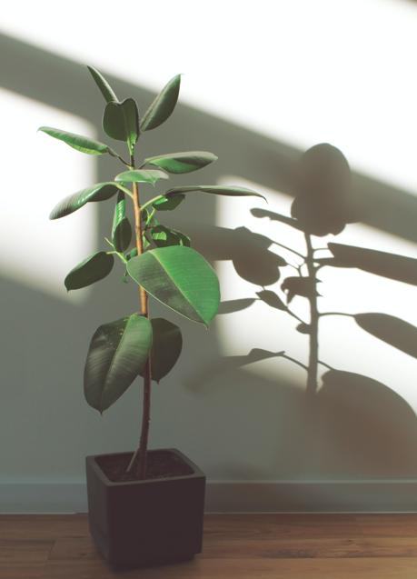 Imagen - El ficus es otra de las opciones estrellas de decoración/UNSPLASH