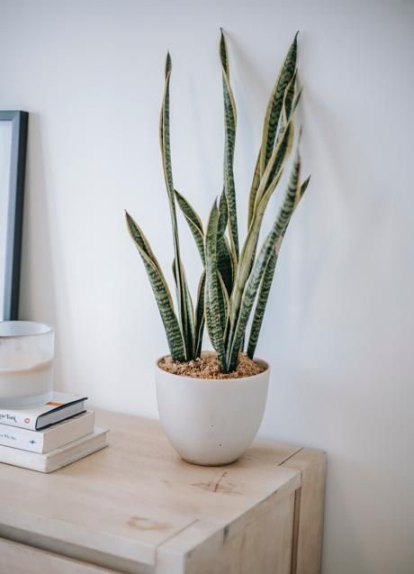 Imagen - La sansevieria se adapta perfectamente a las bajas temperaturas/PEXELS