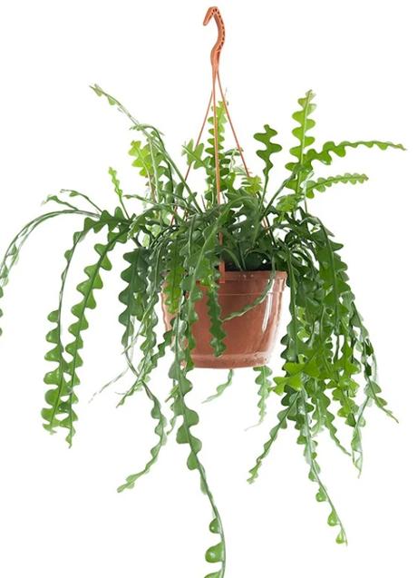 Imagen - Cáctus de espina de pescado/Etsy