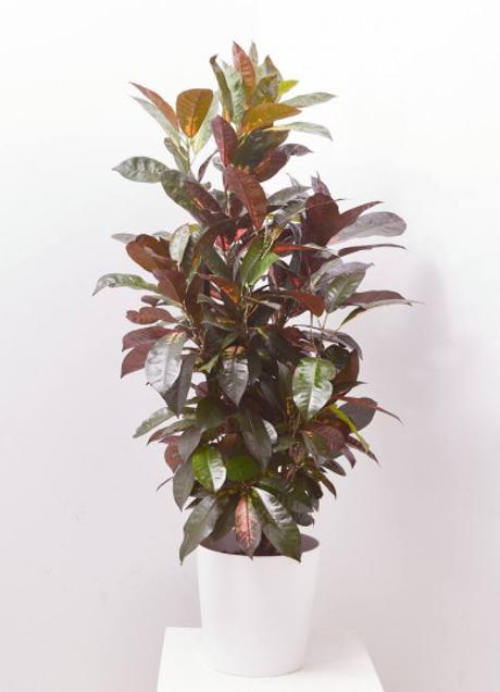 Imagen - Crotón/Verdecora