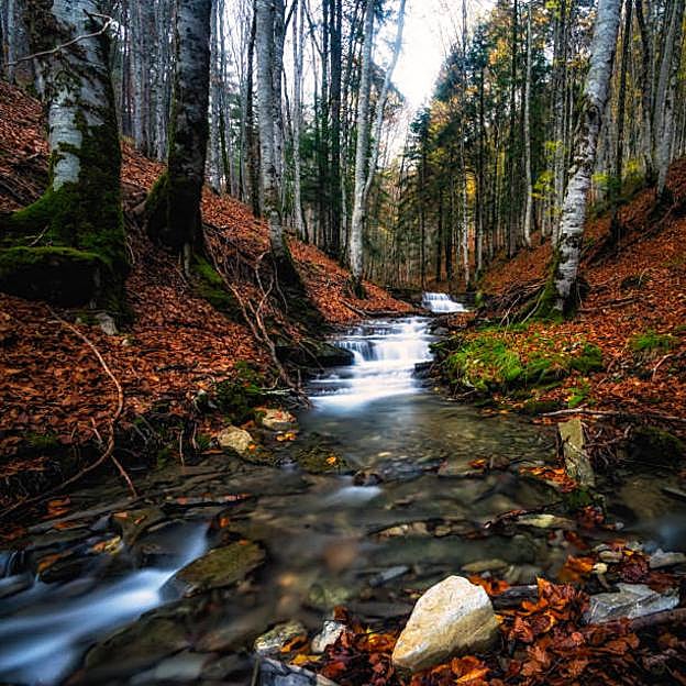 Selva de Irati, Larrau