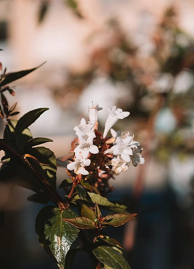 Imagen - Abelia- Foto: Pexels.