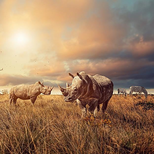 Imagen principal - El diseñador, en Sudáfrica: arriba, el Parque Nacional Kruger. Abajo, los Viñedos de Steenberg.