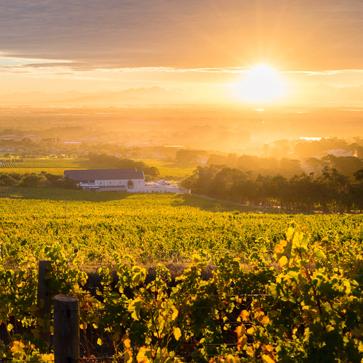Imagen secundaria 1 - El diseñador, en Sudáfrica: arriba, el Parque Nacional Kruger. Abajo, los Viñedos de Steenberg.