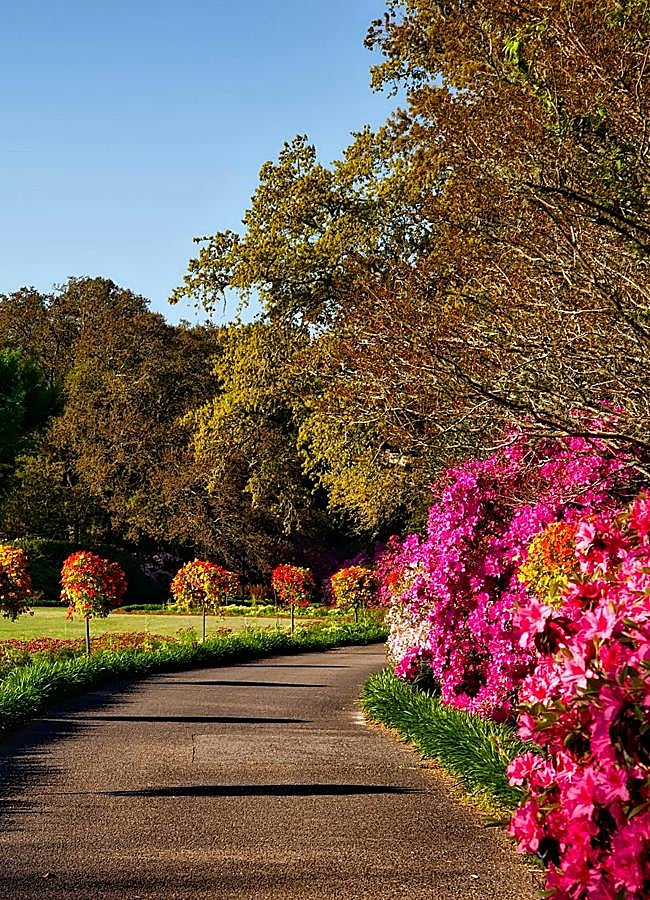 Imagen - Olivia Laing se plantea en su libro cuál es el coste de crear el paraíso en la tierra sin que sea un privilegio. /Pexels-Pixabay
