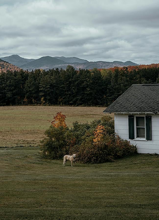 Imagen - Imagen de los Adirondacks, la zona boscosa del norte de Nueva York en la que vive La familia Van Laar, en torno a la que gira la novela El dios de los bosques. / Clay Banks/Unsplash 