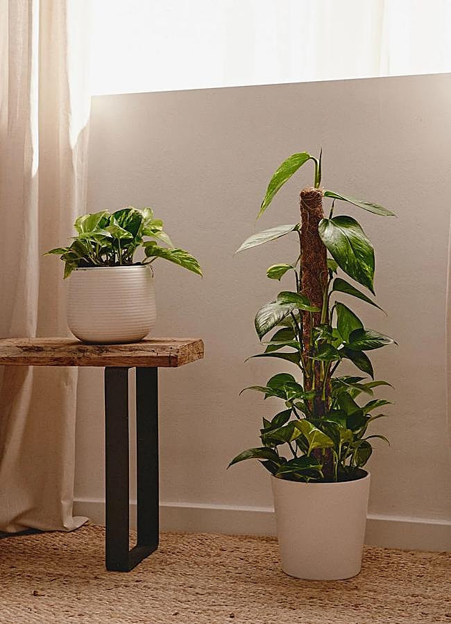 Poto, la planta de interior ms resistente y fcil de cuidar: necesita muy  poco riego y mucha luz | Mujerhoy