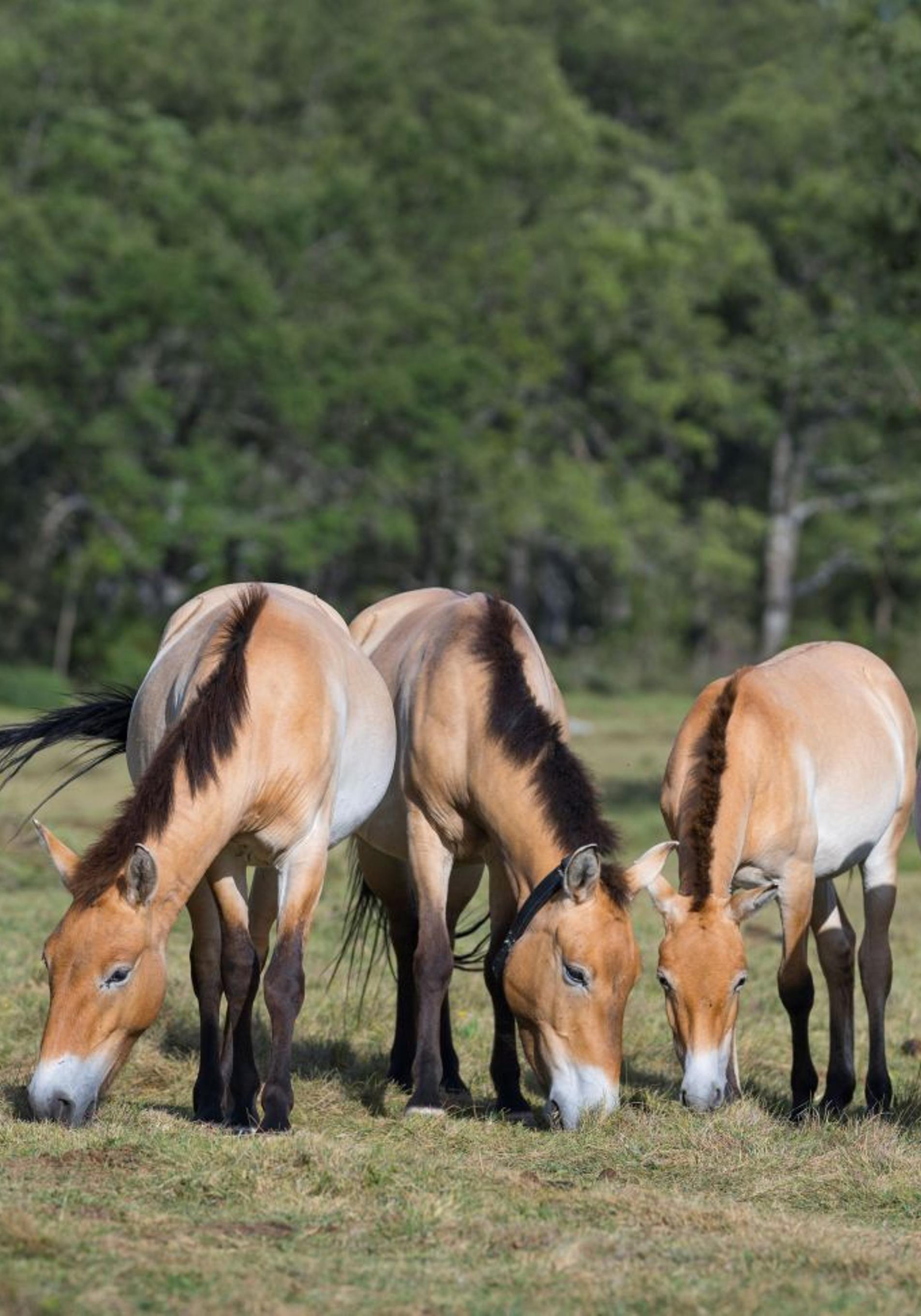 Cartier for Nature y Rewilding Europe: recuperar la belleza salvaje es el verdadero lujo