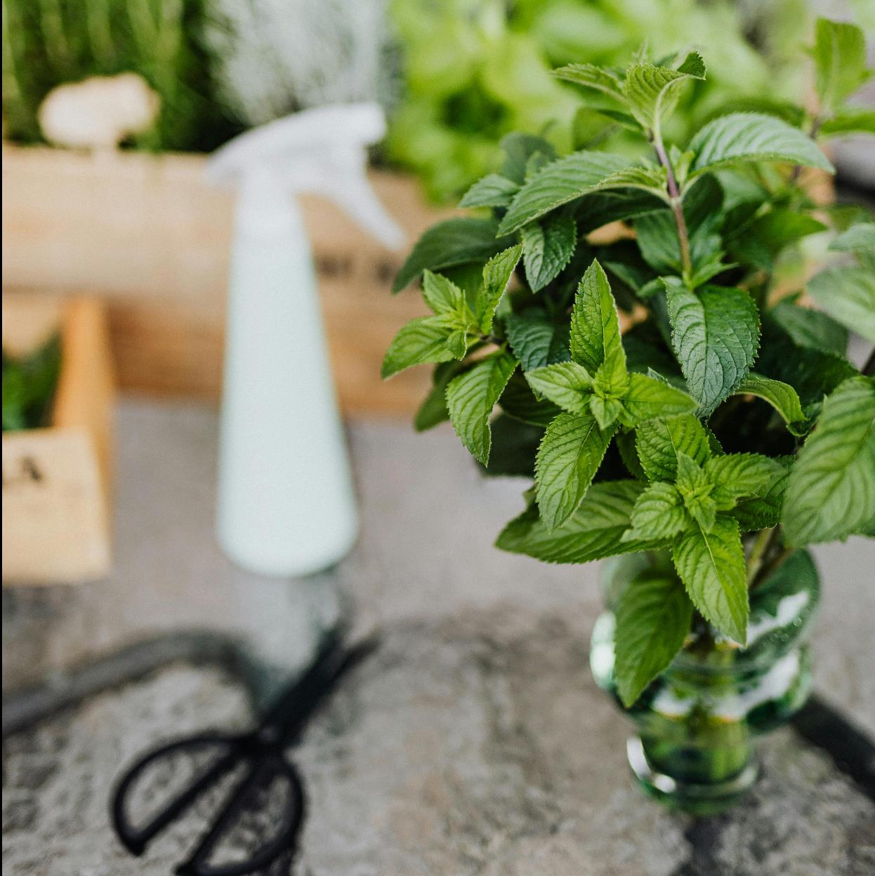 Por qué deberías plantar menta en casa para tener buena suerte en 2025, según un experto