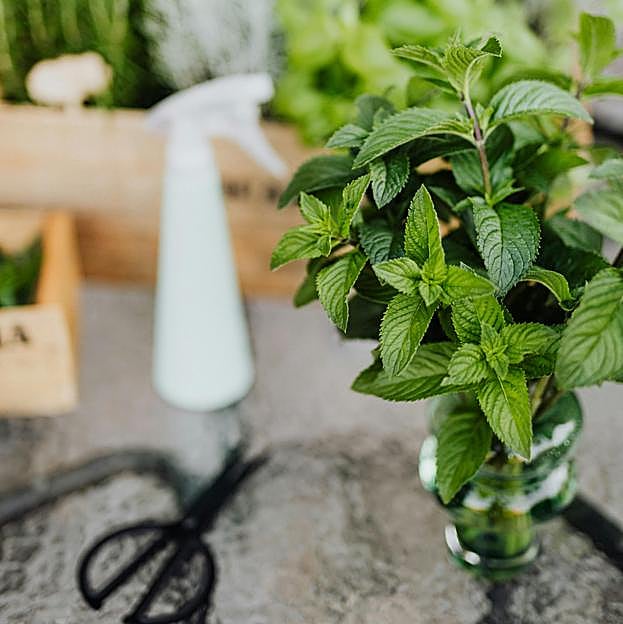 Por qué debes plantar menta en tu casa para tener buena suerte: antimosquitos, fácil de cuidar y con beneficios saludables