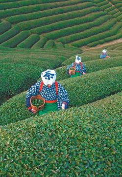 Imagen secundaria 2 - Portada e imágenes del interior del libro Kyoto Serenity, de Assouline.