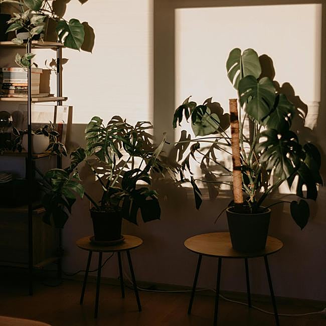 Casa en sombra durante las horas centrales del día y muchas plantas.