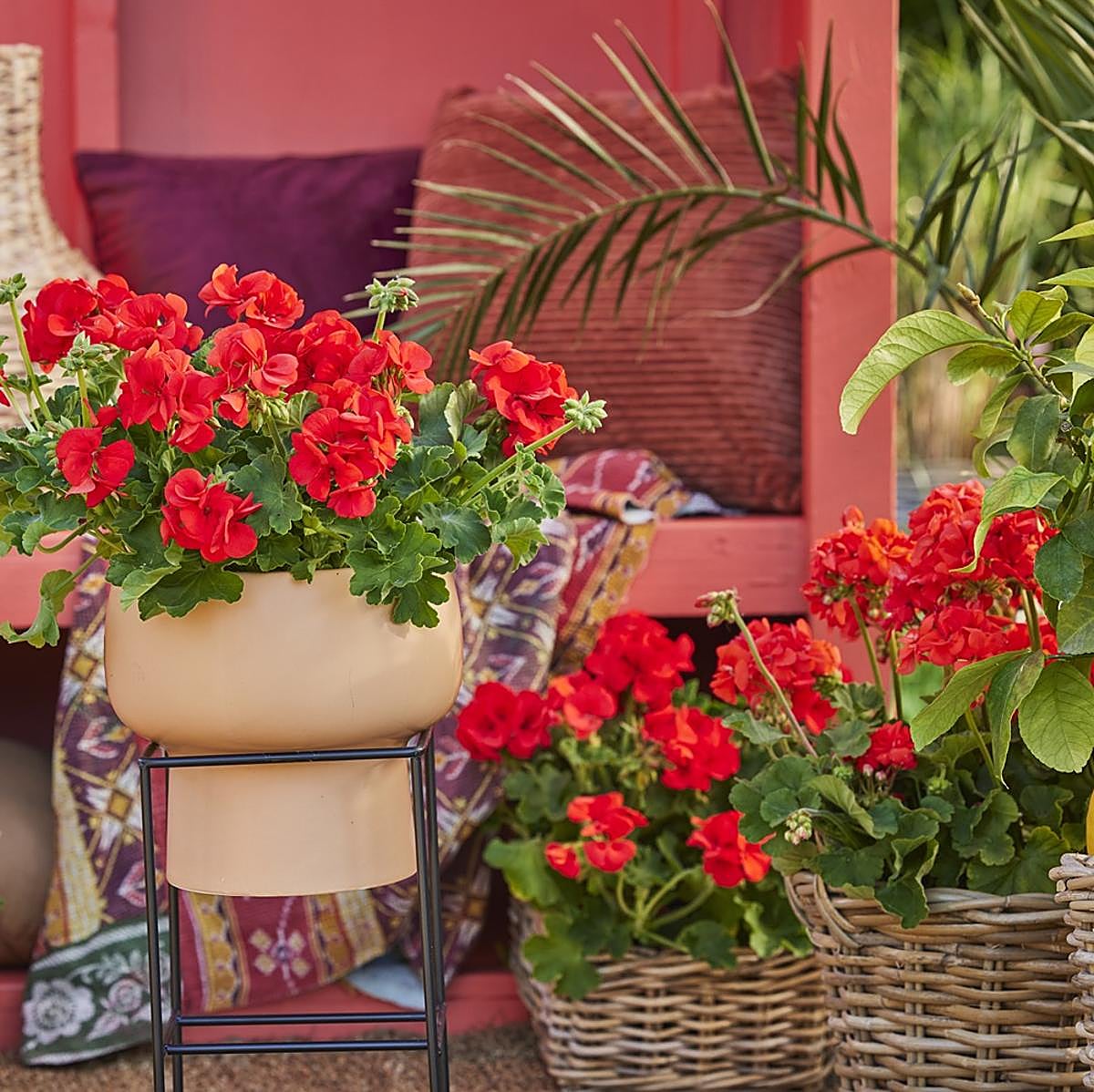 Geranio o pelargonium, la flor del verano.